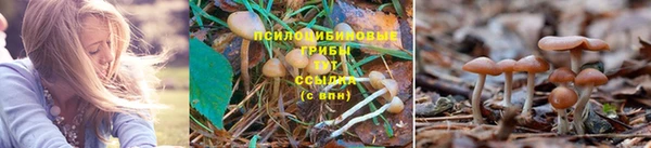 бошки Абинск